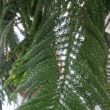 Araucaria heterophylla