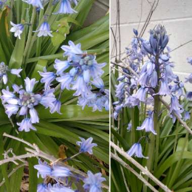 Hyacinthoides non-scripta