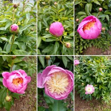 Paeonia lactiflora 'Bowl of Beauty'