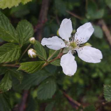 Rubus fruticosus