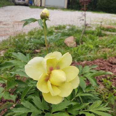 Paeonia 'Bartzella'