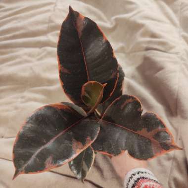 Ficus elastica 'Ruby'