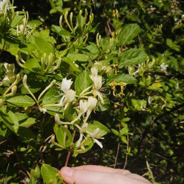 Lonicera