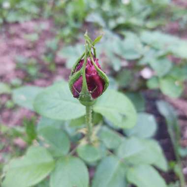 Rosa (Hybrid Tea)