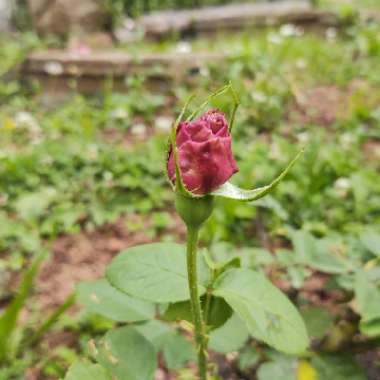 Rosa (Hybrid Tea)