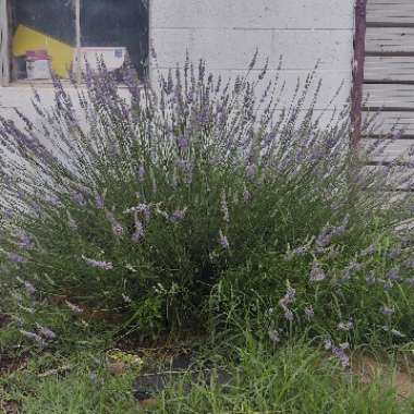 Lavandula