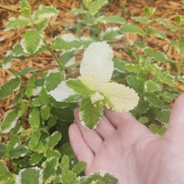 Mentha suaveolens 'Variegata'