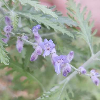 Salvia 'Blue Spire' syn. Perovskia 'Blue Spire'