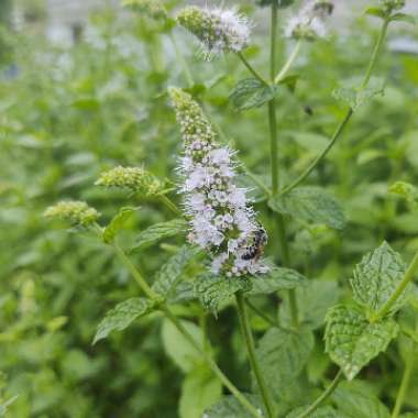 Mentha