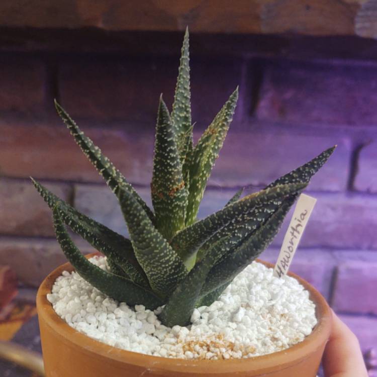 Plant image Haworthia fasciata