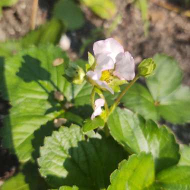 Fragaria x ananassa 'Frisan'