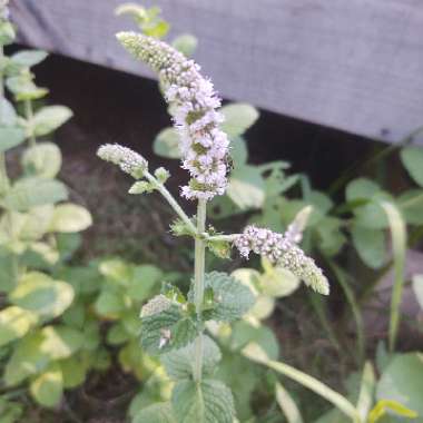 Mentha suaveolens