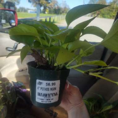 Epipremnum aureum 'Neon'