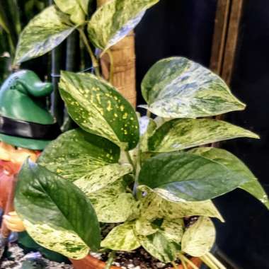 Epipremnum aureum 'Marble Queen'