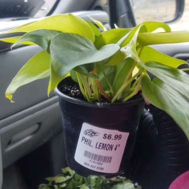 Philodendron hederaceum 'Aureum' syn. Philodendron hederaceum 'Lemon Lime', Philodendron hederaceum 'Neon'