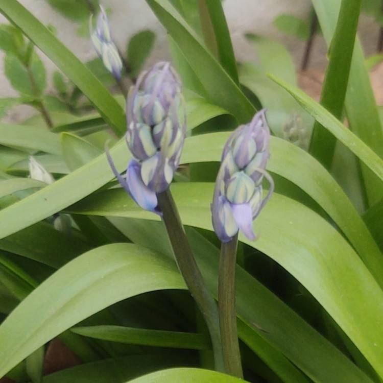 plant image 1575771