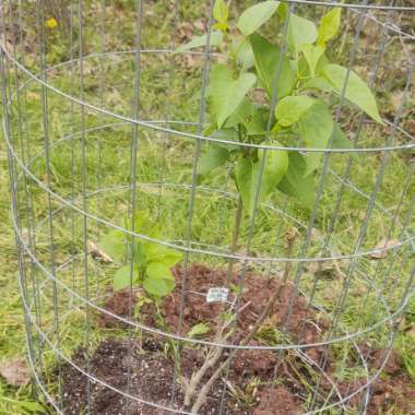 Syringa Vulgaris