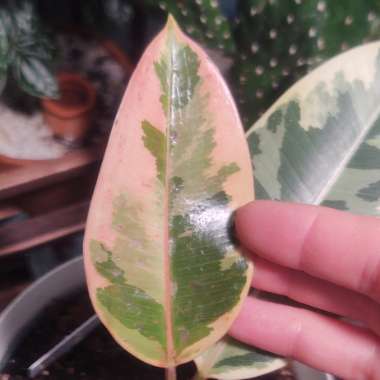 Ficus elastica 'Tineke'