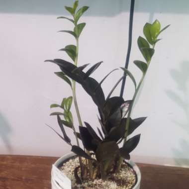 Zamioculcas zamiifolia 'Raven'