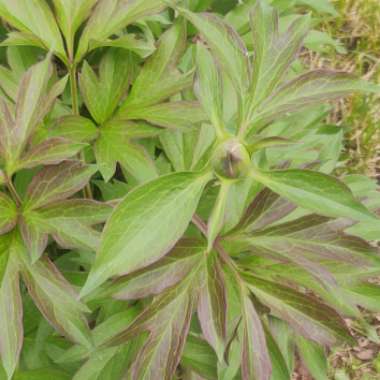 Paeonia 'Bartzella'