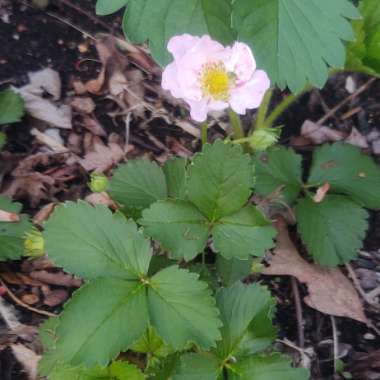 Fragaria x ananassa 'Frisan'