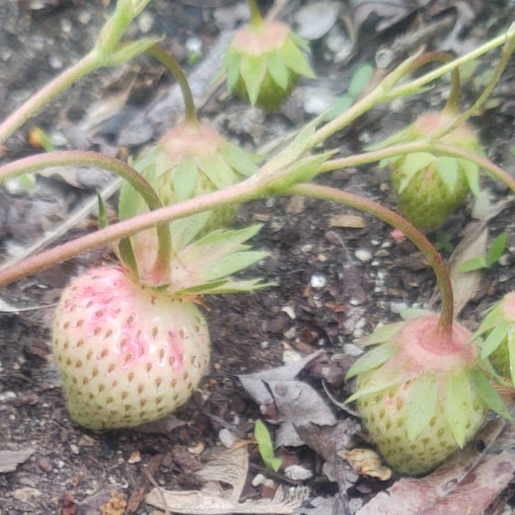 Plant image Fragaria x ananassa 'Frisan'