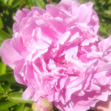 Paeonia lactiflora 'Sarah Bernhardt'