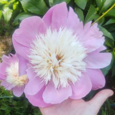 Paeonia lactiflora 'Bowl of Beauty'