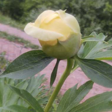 Paeonia 'Bartzella'