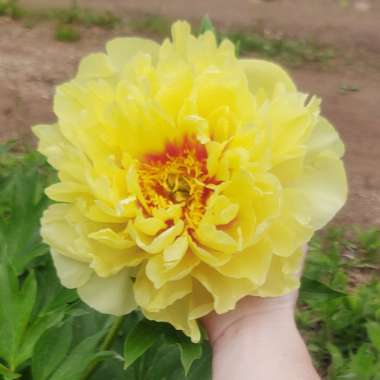 Paeonia 'Bartzella'