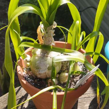 Albuca bracteata syn. Ornithogalum longebracteatum