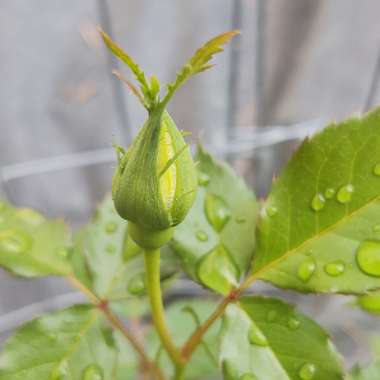 Rosa 'Korresia'