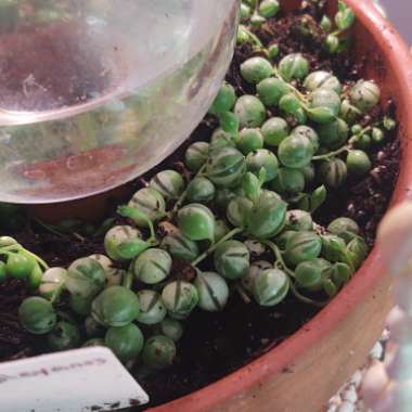 Curio rowleyanus syn. Senecio radicans 'Variegata'