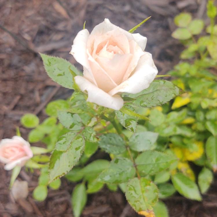 Plant image Rosa 'Koraroma05' syn. Rosa 'Light Pink RosAroma'