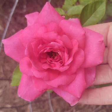 Rosa (Hybrid Tea)