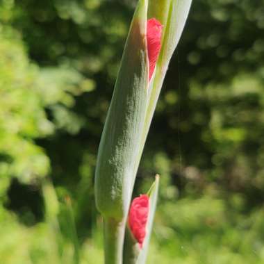 Gladiolus