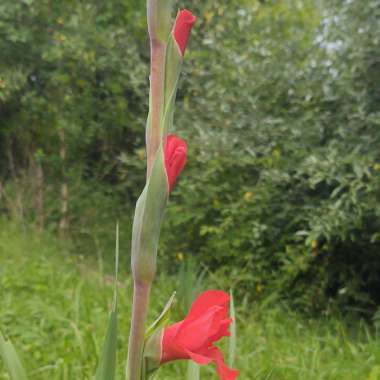 Gladiolus