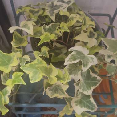 Hedera