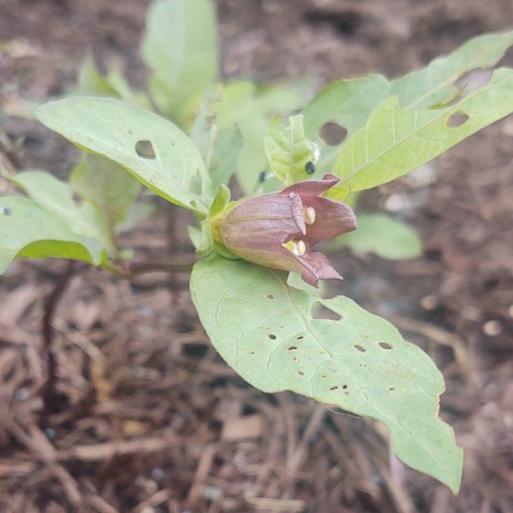 Plant image Atropa belladonna