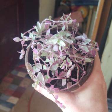 Tradescantia Minima Variegata