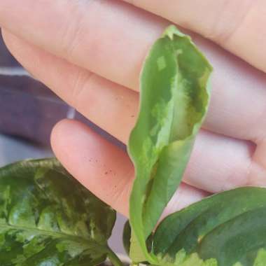 Aglaonema Pictum 'Tricolor'