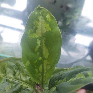 Aglaonema Pictum 'Tricolor'