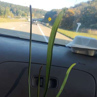 Sarracenia Leucophylla