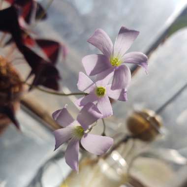 Oxalis triangularis subsp. papilionacea