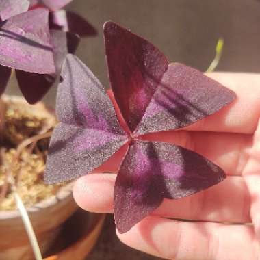 Oxalis triangularis subsp. papilionacea