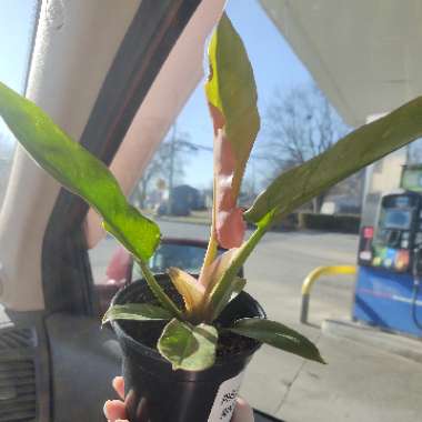 Philodendron Serratum Ring Of Fire 