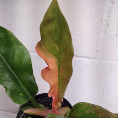 Philodendron Serratum Ring Of Fire 