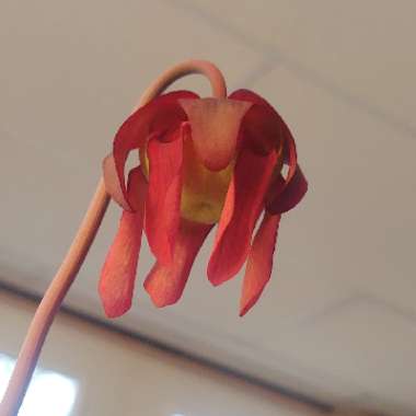 Sarracenia Leucophylla