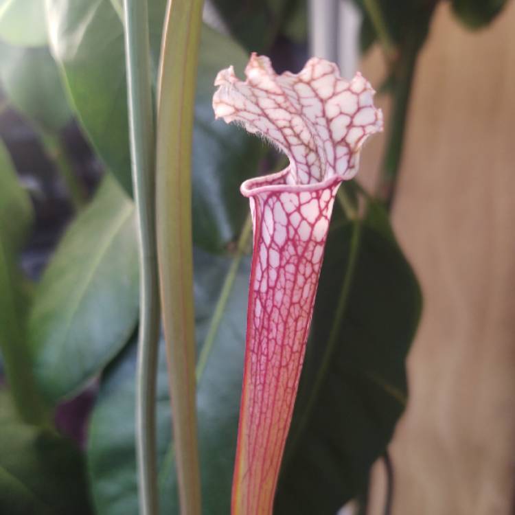 Plant image Sarracenia Leucophylla