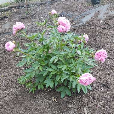 Paeonia lactiflora 'Sarah Bernhardt'